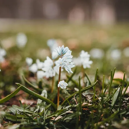 Schwahn Apartment Kleinschonach